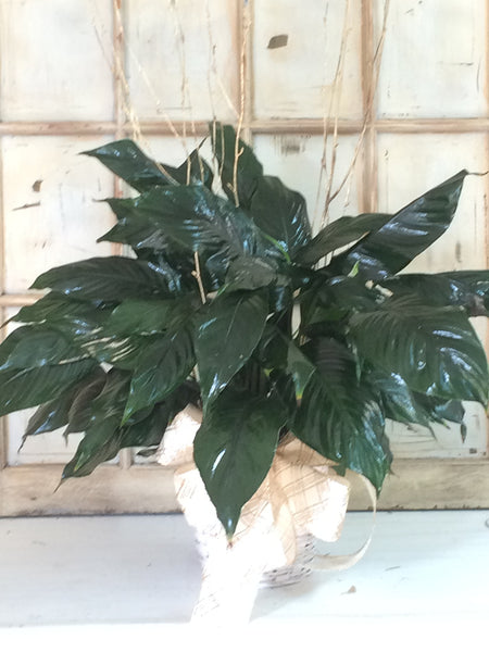 Peace Lily Plant