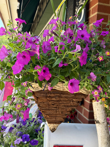 Hanging Basket